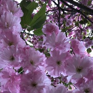 Meet your Posher, Clara